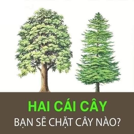 Chặt cây nào